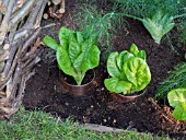 LETTUCES PROTECTED BY A COPPER BAND