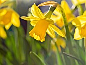 NARCISSUS TETE A TETE