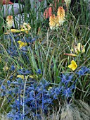 ERYNGIUM X ZABELII JOS KING AND KNIPHOFIA TETBURY TORCH