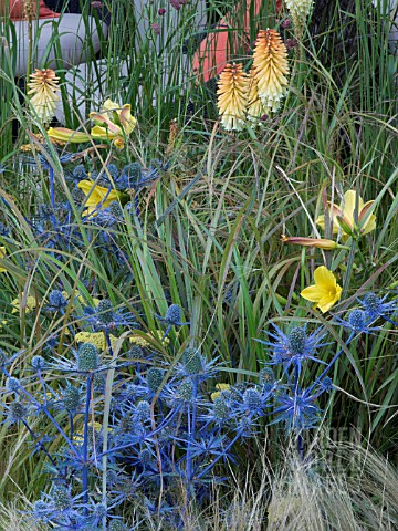 ERYNGIUM_X_ZABELII_JOS_KING_AND_KNIPHOFIA_TETBURY_TORCH