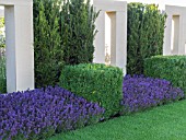 TOPIARY WITH SQUARES AND CUBES ON THE JUST RETIREMENT GARDEN DESIGNED BY JACK DUNCKLEY