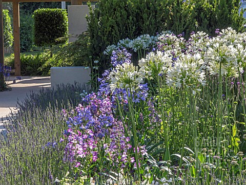 AGAPANTHUS_WHITE_HEAVEN_AND_BLUE_STORM_ON_THE_JUST_RETIREMENT_GARDEN_DESIGNED_BY_JACK_DUNCKLEY