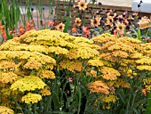 ACHILLEA TERRACOTTA