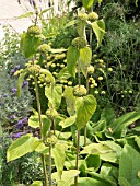 PHLOMIS RUSSELIANA