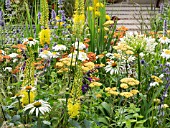 EREMURUS STENOPHYLLIS  ACHILLEA TERRACOTTA  AND ERYNGIUM