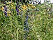 ACHILLEA TERRACOTTA  ROSA RHAPSODY IN BLUE  AGAPANTHUS  KNIPHOFIA  ECHINOPS RITRO VEITCHS BLUE AND GRASSES