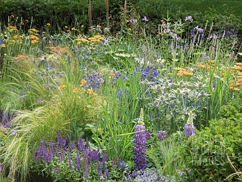 ACHILLEA_TERRACOTTA__ROSA_RHAPSODY_IN_BLUE__AGAPANTHUS__KNIPHOFIA__ECHINOPS_RITRO_VEITCHS_BLUE_AND_G