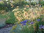 BACKLIT GRASS AND AGAPANTHUS