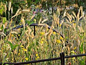 COUNTRYSIDE MEADOW  - WHEAT AND WILD FLOWERS