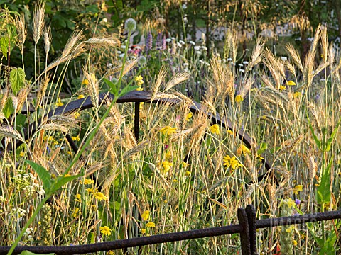 COUNTRYSIDE_MEADOW___WHEAT_AND_WILD_FLOWERS