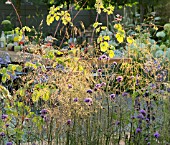 BACKLIT GRASSES AND MEADOW PLANTING ON THE VESTRA WEALTHS VISTA GARDEN DESIGNED BY PAUL MARTIN WITH OUTSIDE DINING