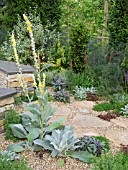 VERBASCUM POLAR SUMMER ON THE HALO GARDEN DESIGNED BY STUART CHARLES TOWNER