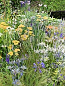 ACHILLEA TERRACOTTA  AGAPANTHUS   ERYNGIUM X ZABELLI JOS EIJKING AND GRASSES