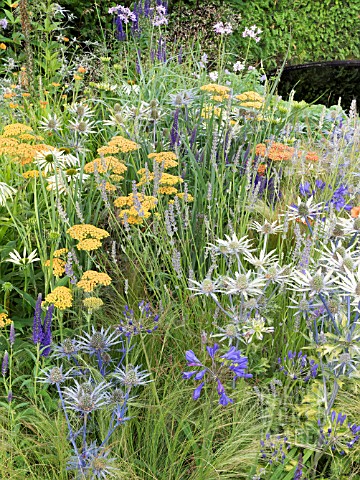 ACHILLEA_TERRACOTTA__AGAPANTHUS___ERYNGIUM_X_ZABELLI_JOS_EIJKING_AND_GRASSES