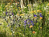 ACHILLEA TERRACOTTA  AGAPANTHUS   ERYNGIUM X ZABELLI JOS EIJKING AND GRASSES