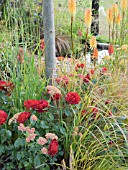 ROSA DEEP SECRET AND KNIPHOFIA TOFFEE NOSED