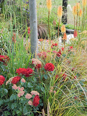 ROSA_DEEP_SECRET_AND_KNIPHOFIA_TOFFEE_NOSED