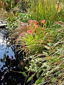 KNIPHOFIA TOFFEE NOSED AND HEMEROCALLIS ON THE LUST GARDEN DESIGNED BY RACHEL PARKER SODEN