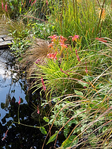 KNIPHOFIA_TOFFEE_NOSED_AND_HEMEROCALLIS_ON_THE_LUST_GARDEN_DESIGNED_BY_RACHEL_PARKER_SODEN