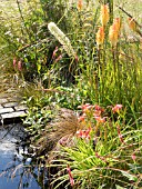 KNIPHOFIA TOFFEE NOSED AND HEMEROCALLIS ON THE LUST GARDEN DESIGNED BY RACHEL PARKER SODEN