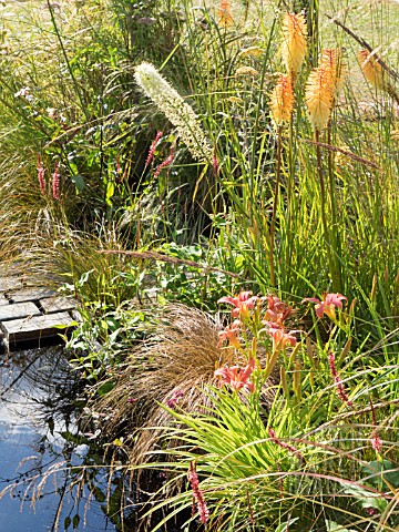 KNIPHOFIA_TOFFEE_NOSED_AND_HEMEROCALLIS_ON_THE_LUST_GARDEN_DESIGNED_BY_RACHEL_PARKER_SODEN