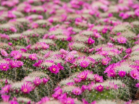 MAMMILLARIA_ZEILMANNIANA