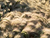 HORDEUM JUBATUM