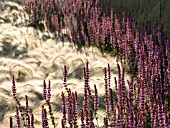 HORDEUM JUBATUM