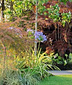 AGAPANTHUS IN BORDER