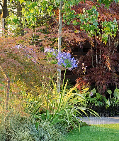 AGAPANTHUS_IN_BORDER