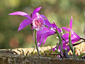 PLEIONE IN A PLANTED GARDEN TROUGH