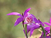 PLEIONE IN A PLANTED GARDEN TROUGH