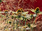 ECHINACEA PURPUREA WHITE SPIDER