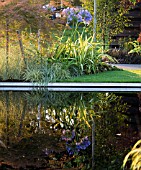 AGAPANTHUS AND REFLECTION
