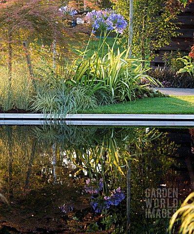 AGAPANTHUS_AND_REFLECTION