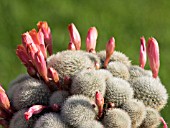 REBUTIA MUSCULA IN FLOWER