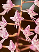 TERRESTRIAL ORCHID STENOGLOTTIS LONGIFOLIA