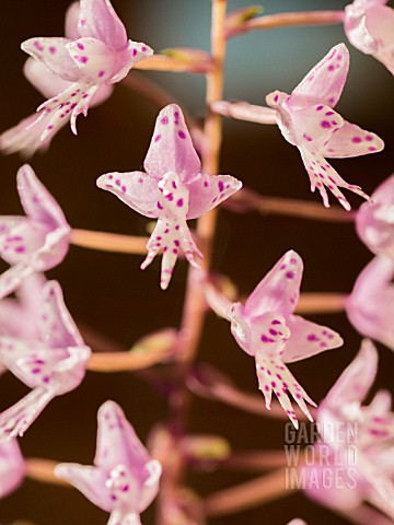 TERRESTRIAL_ORCHID_STENOGLOTTIS_LONGIFOLIA