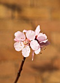 ALMOND BLOSSOM