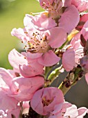 CONTAINER GROWN PATIO PEACH TREE