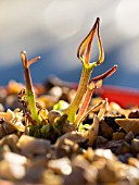 CEROPEGIA CONRATTI IN FLOWER