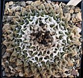 RARE CACTUS ARIOCARPUS KOTSCHUBEYANUS