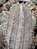 ASTROPHYTUM ORNATUM CACTUS