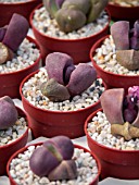 PLEIOSPILOS ROYAL FLUSH