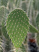 OPUNTIA SPECIES