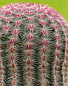 ECHINOCEREUS PECTINATUS