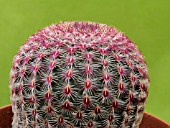 ECHINOCEREUS PECTINATUS