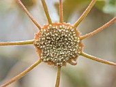 DORSTENIA GYPSOPHILA