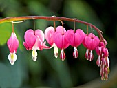 DICENTRA SPECTABILIS