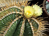 ASTROPHYTUM ORNATUM